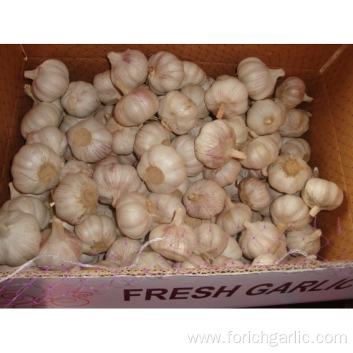 Fresh Normal White Garlic 4.5cm